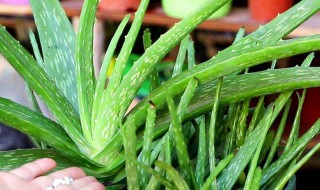 芦荟怎么养殖（芦荟怎么养殖叶片肥厚）