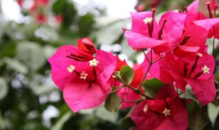 三角梅怎么养才开花好 三角梅怎样修剪开花多