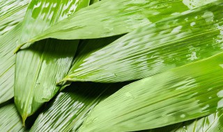 粽子粽叶的保存方法（粽子粽叶的保存方法和时间）