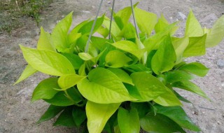 绿萝叶子发黄怎么办?（水泡绿萝叶子发黄怎么办?）