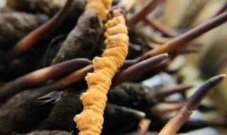 冬虫夏草是虫子吗（冬虫夏草冬天真的是虫子吗）