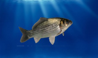 鲤鱼喜欢吃什么味型的饵料（冬天鲤鱼喜欢什么味型的饵料）