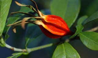 栀子泡水喝有什么好处 栀子茶的功效与作用