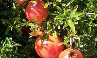 石榴什么时候成熟