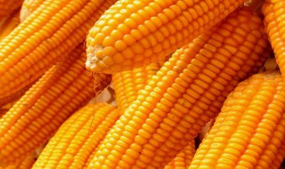 玉米靠什么传播种子（玉米怎么培育种子）