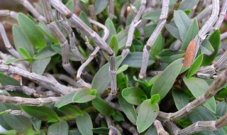 石斛有什么作用与功效 石斛的功效与作用