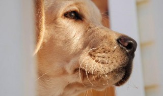 梦见狗咬自己 梦见狗咬自己的手