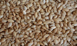 南瓜子有什么功效和作用 男性吃南瓜子有7大好处