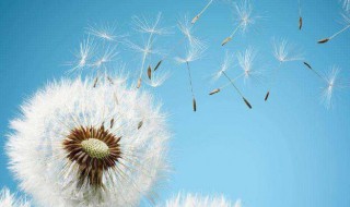 婆婆丁是什么 婆婆丁是什么东西