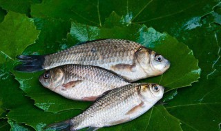 钓鲤鱼用什么鱼饵 野钓鲫鱼鲤鱼用什么饵料最好