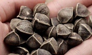 辣木籽有什么功效 辣木籽有什么功效一天吃多少