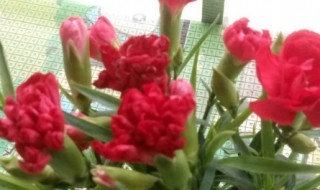 红色康乃馨花语 给母亲送康乃馨的禁忌