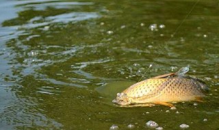 钓鲤鱼用什么饵料 专钓鲤鱼用什么饵料最好