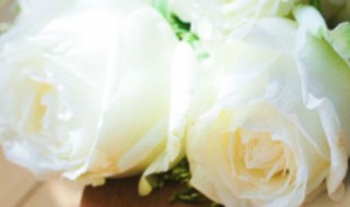 白玫瑰（白玫瑰花语）