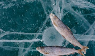 如何野钓大鲫鱼 专钓大鲫鱼偏方