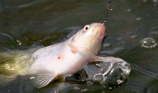 怎样钓鲤鱼要什么饵料 怎样钓鲤鱼用什么饵料