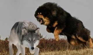 藏獒和狼谁厉害 藏獒和老虎哪个厉害