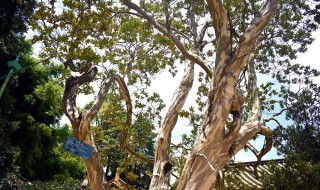 植物也怕痒哪种植物被称为痒痒树 植物也怕痒哪种植物被称为痒痒树树