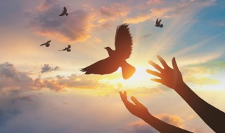 鸟屎掉身上有什么预兆（鸟屎掉头上有什么预兆 是福是祸）