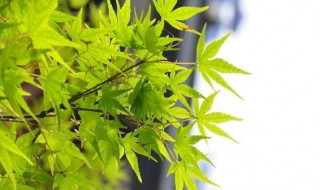 放假的说说心情短语（放假的说说心情短语句子）