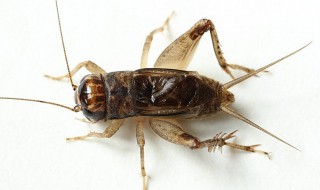 蟋蟀怎么养 蟋蟀怎么分公母