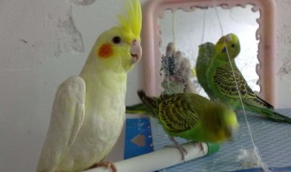 玄凤鹦鹉怎么养（玄凤吃什么粮食最好）