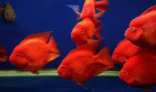 鹦鹉鱼怎么养最红 鹦鹉鱼怎么养最红鹦鹉鱼多长时间长成了