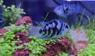 水草怎么养（水草怎么养才能绿）