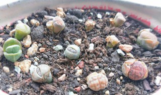 生石花怎么养（生石花怎么养才会开花）