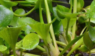 水葫芦怎么养 鱼缸水葫芦怎么养