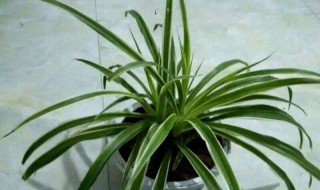 金边吊兰怎么养长得好（水培金边吊兰怎么养长得好）