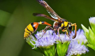 黄蜂蛰伤怎样处理 被蜜蜂蛰到了应怎样处理