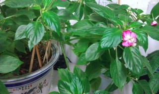 玻璃翠花怎么养（玻璃翠喜阳还是喜阴）