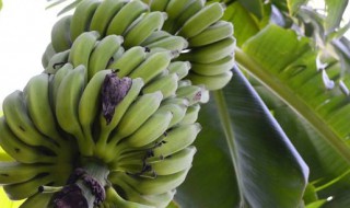 香焦怎样保鲜 香焦怎么保持新鲜