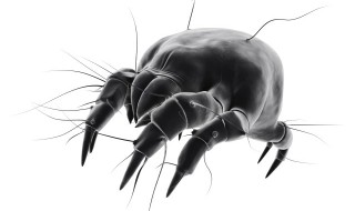 怎样灭跳蚤（怎么除跳蚤）