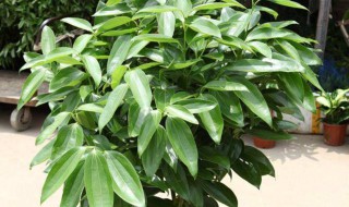 平安树怎样养 平安树怎样养护浇水施肥