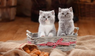 猫怎么养 猫怎么养才亲近你