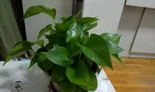 绿罗花怎么养 绿罗花怎么养更茂盛