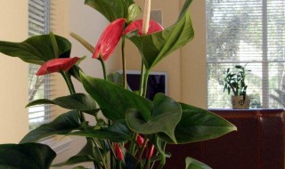 怎样看出红掌该浇水了（红掌花浇水的正确方法）