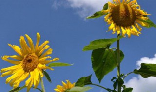 花的含义（花的含义和象征）