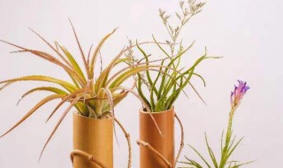 空气凤梨怎么养（空气凤梨怎么养出颜色）