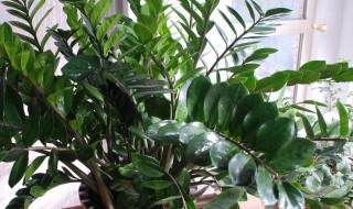 钱串子花怎么养 钱串子花怎么养能粗壮