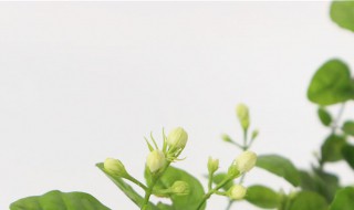 茉莉怎么养 茉莉怎么养殖