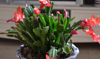 蟹爪兰夏天怎么养 蟹爪兰夏天怎么养才能更旺盛