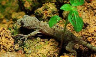 怎样防止壁虎爬到床上（怎么防止壁虎爬到床上）