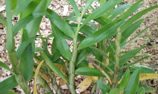 石斛怎样选择才是好的 铁皮石斛的功效与作用多少钱一斤