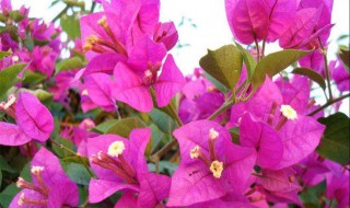 三角梅怎样修剪开花多（三角梅怎样修剪开花多,3个技巧让你的三角梅繁花似锦!）