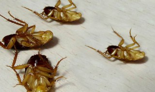 去蟑螂最有效的方法 如何有效的去蟑螂