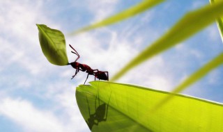 房间里有蚂蚁怎么去除 房间里有蚂蚁怎么去除它