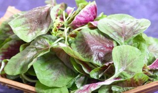 当季蔬菜有哪些 春季当季蔬菜有哪些